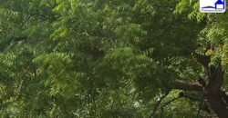 3 BHK Duplex Flat for Sale in Trilok Apartment, IP Extension, Patparganj, Delhi